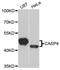 Caspase 4 antibody, A6495, ABclonal Technology, Western Blot image 