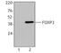 FOXP3 antibody, 126401, BioLegend, Immunocytochemistry image 