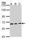 Cell Division Cycle 23 antibody, PA5-29218, Invitrogen Antibodies, Western Blot image 