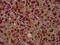 G Protein Subunit Alpha L antibody, CSB-PA009592LA01HU, Cusabio, Immunohistochemistry frozen image 