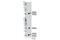 Complexin 1 antibody, 13302S, Cell Signaling Technology, Western Blot image 