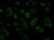 Intraflagellar Transport 57 antibody, LS-C114975, Lifespan Biosciences, Immunofluorescence image 