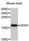 Succinate Dehydrogenase Complex Subunit C antibody, STJ25462, St John