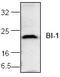 Transmembrane BAX Inhibitor Motif Containing 6 antibody, TA318903, Origene, Western Blot image 
