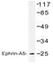 Ephrin A5 antibody, AP20527PU-N, Origene, Western Blot image 