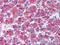 Snail2 antibody, AP07353PU-N, Origene, Immunohistochemistry frozen image 