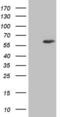 IKAROS Family Zinc Finger 3 antibody, LS-C339168, Lifespan Biosciences, Western Blot image 
