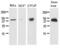 Triggering Receptor Expressed On Myeloid Cells 2 antibody, GTX50036, GeneTex, Western Blot image 