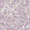 F-Box Protein 16 antibody, HPA053955, Atlas Antibodies, Immunohistochemistry frozen image 