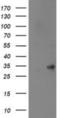 Sepiapterin Reductase antibody, NBP2-03256, Novus Biologicals, Western Blot image 