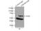 Transmembrane Protein 106B antibody, 20995-1-AP, Proteintech Group, Immunoprecipitation image 