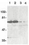 TNFRSF21 antibody, PA5-19930, Invitrogen Antibodies, Western Blot image 