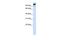 Protocadherin Alpha 6 antibody, GTX45941, GeneTex, Western Blot image 