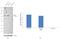 Poly(A) Binding Protein Cytoplasmic 1 antibody, PA5-29883, Invitrogen Antibodies, Western Blot image 