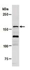 Tet Methylcytosine Dioxygenase 3 antibody, orb67243, Biorbyt, Western Blot image 