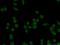 Ubiquitin Specific Peptidase 21 antibody, 17856-1-AP, Proteintech Group, Immunofluorescence image 