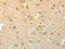 Secretogranin III antibody, CSB-PA174241, Cusabio, Immunohistochemistry paraffin image 