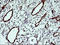 Indoleamine 2,3-Dioxygenase 1 antibody, LS-B14775, Lifespan Biosciences, Immunohistochemistry frozen image 
