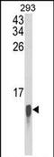 Ubiquitin-like protein FUBI antibody, PA5-71933, Invitrogen Antibodies, Western Blot image 