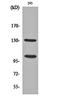Notch Receptor 2 antibody, orb159395, Biorbyt, Western Blot image 