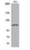 Nuclear Factor Of Activated T Cells 3 antibody, orb161984, Biorbyt, Western Blot image 
