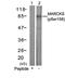 Myristoylated Alanine Rich Protein Kinase C Substrate antibody, orb15025, Biorbyt, Western Blot image 