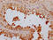 Fatty Acid Amide Hydrolase antibody, CSB-RA560252A0HU, Cusabio, Immunohistochemistry frozen image 