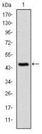 Cbl Proto-Oncogene antibody, NBP2-37574, Novus Biologicals, Western Blot image 