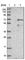 BCL2 Associated Athanogene 4 antibody, HPA018951, Atlas Antibodies, Western Blot image 