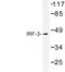 Interferon Regulatory Factor 3 antibody, LS-C177425, Lifespan Biosciences, Western Blot image 