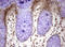 F-Box And WD Repeat Domain Containing 7 antibody, LS-C789662, Lifespan Biosciences, Immunohistochemistry frozen image 