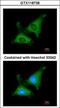 Mitochondrial Poly(A) Polymerase antibody, GTX118738, GeneTex, Immunocytochemistry image 