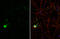 Dickkopf WNT Signaling Pathway Inhibitor 3 antibody, GTX100571, GeneTex, Immunocytochemistry image 