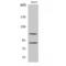 Zinc finger protein 148 antibody, LS-C386700, Lifespan Biosciences, Western Blot image 