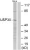 Ubiquitin Specific Peptidase 30 antibody, LS-C120444, Lifespan Biosciences, Western Blot image 