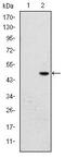 Bromodomain PHD Finger Transcription Factor antibody, MA5-15842, Invitrogen Antibodies, Western Blot image 