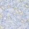Mitochondrial Ribosomal Protein S30 antibody, 19-893, ProSci, Immunohistochemistry paraffin image 