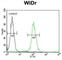 Protein BEX1 antibody, abx025859, Abbexa, Western Blot image 