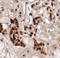 SPRY Domain Containing 4 antibody, LS-C144395, Lifespan Biosciences, Immunohistochemistry paraffin image 