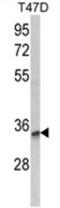 Tetraspanin 12 antibody, AP18230PU-N, Origene, Western Blot image 