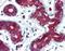 TPD52 Like 1 antibody, orb88554, Biorbyt, Immunohistochemistry paraffin image 