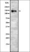 Synaptojanin-2 antibody, orb336843, Biorbyt, Western Blot image 