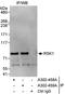 Ribosomal Protein S6 Kinase A1 antibody, A302-458A, Bethyl Labs, Immunoprecipitation image 