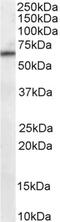 Protein Phosphatase 2 Scaffold Subunit Aalpha antibody, PA1-9086, Invitrogen Antibodies, Western Blot image 