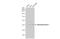 Muscleblind Like Splicing Regulator 1 antibody, NBP2-19446, Novus Biologicals, Western Blot image 