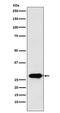 Calpain Small Subunit 1 antibody, M04111-1, Boster Biological Technology, Western Blot image 