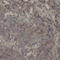 CAMP Responsive Element Binding Protein 1 antibody, AP0334, ABclonal Technology, Immunohistochemistry paraffin image 