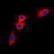 BCL2 Interacting Protein 2 antibody, LS-C351874, Lifespan Biosciences, Immunofluorescence image 