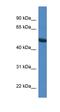 Syntrophin Gamma 1 antibody, orb326182, Biorbyt, Western Blot image 