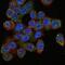 Survival Of Motor Neuron 2, Centromeric antibody, MA5-15858, Invitrogen Antibodies, Immunofluorescence image 